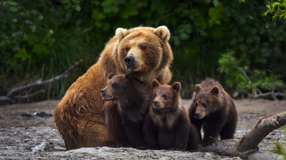 Brown bears in Katmai National Park in Alaska
